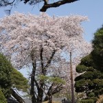 31.4.23桜