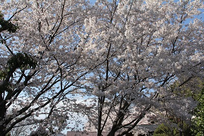 2.4.16桜