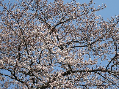 2.4.8桜