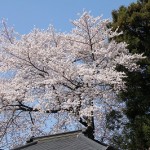31.4.18　桜が満開です