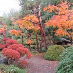 どうだんの真っ赤ともみじの黄色　ほっとします日本の秋