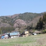 種まき桜